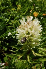 Campanula thyrsoides