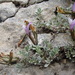 Astragalus fissuralis - Photo (c) ramazan_murtazaliev, algunos derechos reservados (CC BY-NC), subido por ramazan_murtazaliev