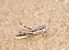 Macrotona securiformis