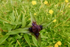 Gentiana purpurea