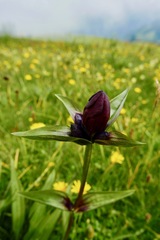 Gentiana purpurea