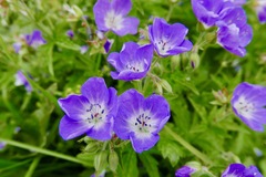 Geranium