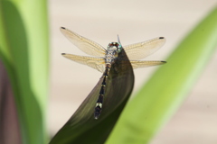 Micrathyria hypodidyma