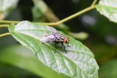 Diptera