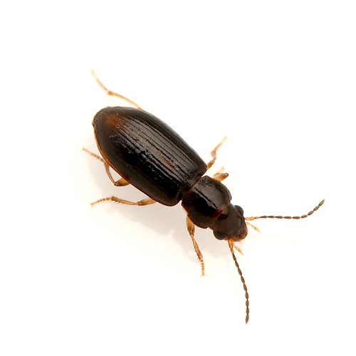 Dwarf riverbank ground beetle