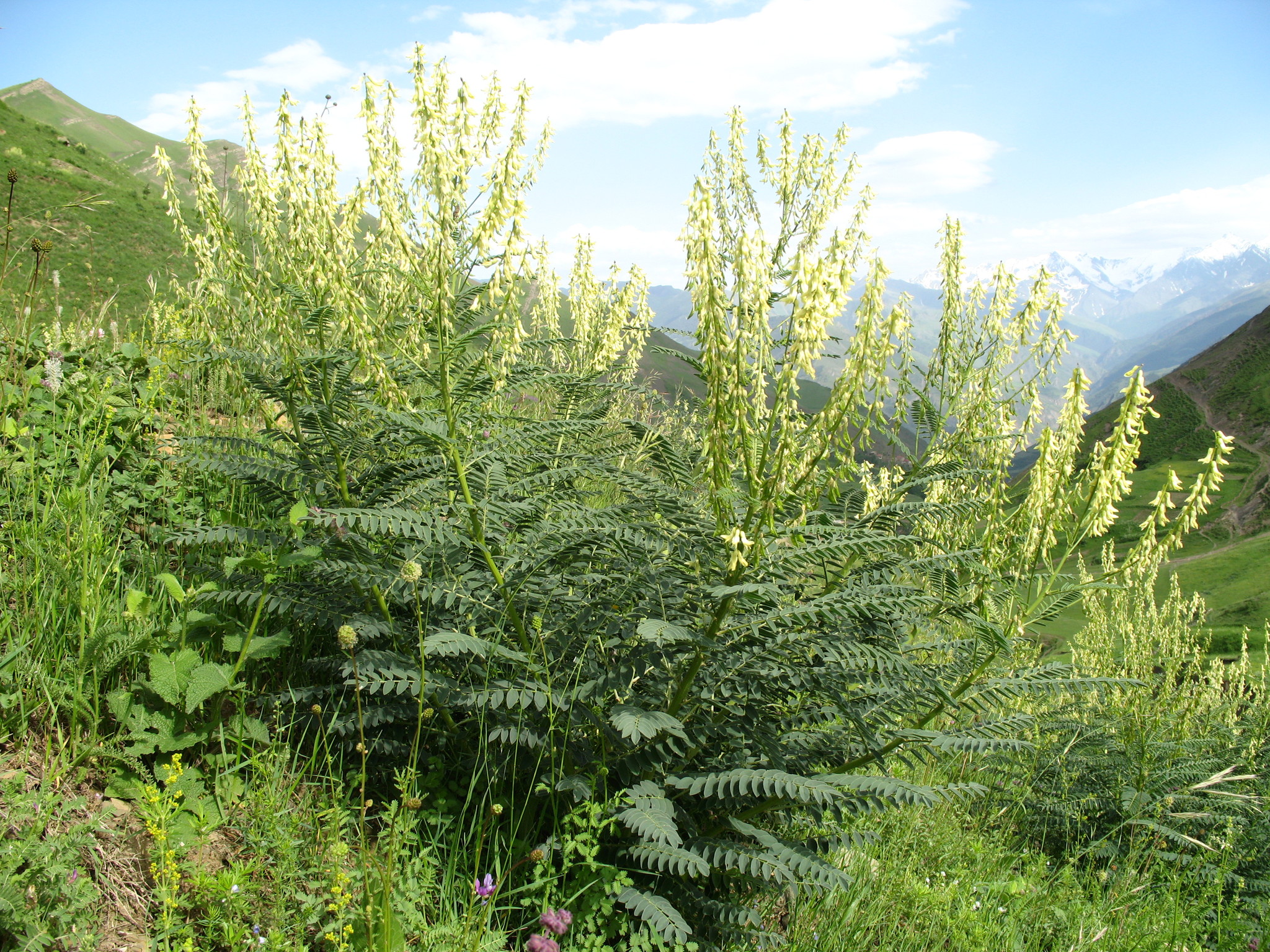 Astragalus galegiformis