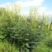 Astragalus galegiformis - Photo (c) ramazan_murtazaliev, algunos derechos reservados (CC BY-NC), subido por ramazan_murtazaliev