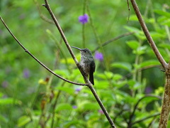 Taphrospilus hypostictus