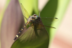 Micrathyria hypodidyma