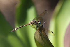 Micrathyria hypodidyma