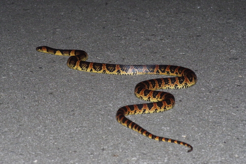 Loo-Choo Big-tooth Snake, Lycodon semicarinatus