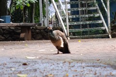 Pavo cristatus