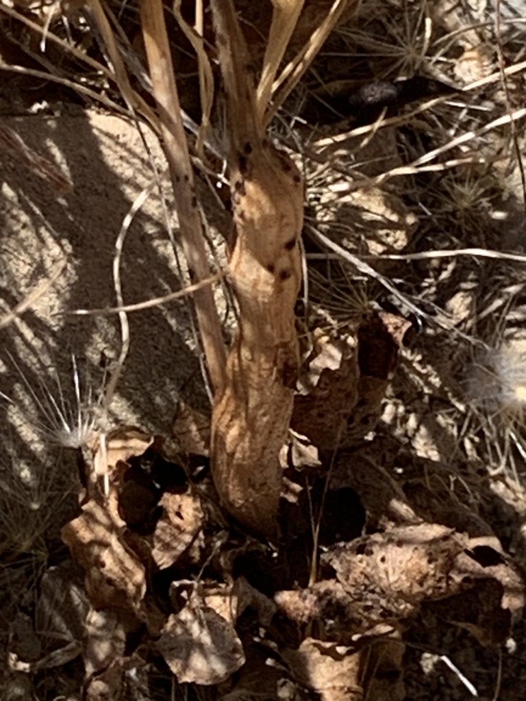 A stem gall on Lindley's silverpuff