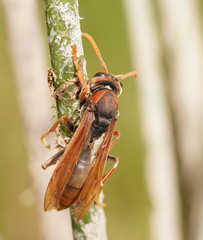 Polistes erythrinus