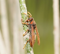 Polistes erythrinus