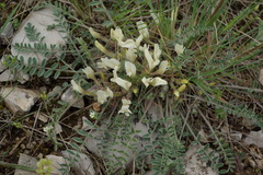 Astragalus humilis