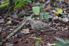 Zenaida auriculata