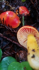Hygrocybe splendidissima