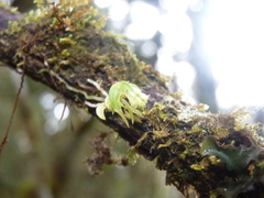 Fernandezia hispidula