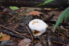 Fungi