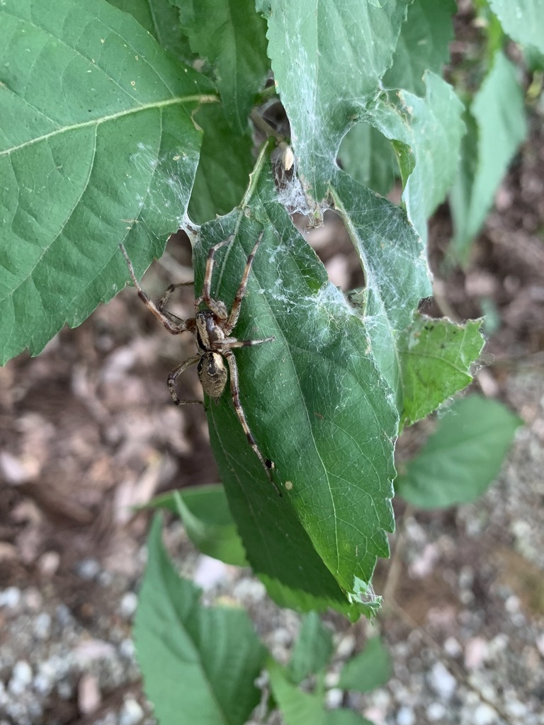 Agelena silvatica from 県民公園太閤山ランド、射水市、富山県、JP on September 29, 2021 at