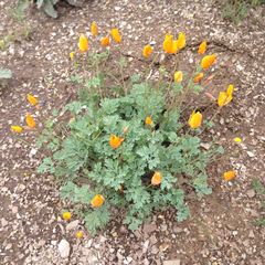 Eschscholzia lemmonii