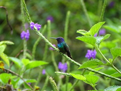 Chrysuronia oenone