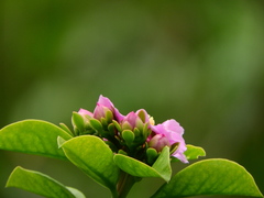 Pereskia grandifolia