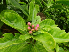 Pereskia grandifolia