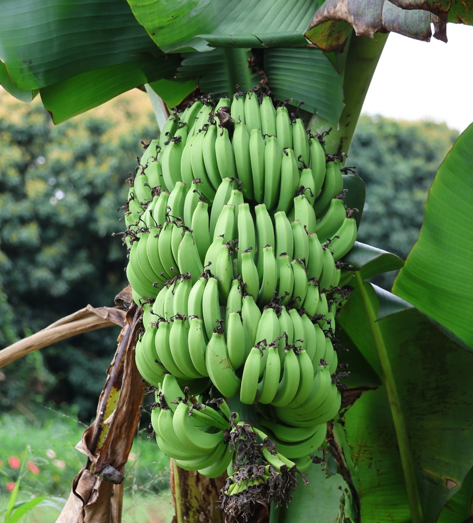 Cavendish banana from Shenzhen, CN-GD, CN on December 4, 2022 at 10:19 ...