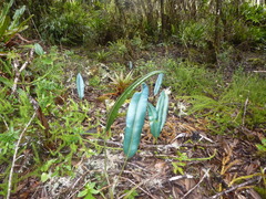 Elaphoglossum hoffmannii