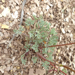 Eschscholzia lemmonii