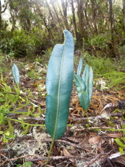 Elaphoglossum hoffmannii