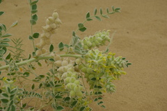 Astragalus lehmannianus