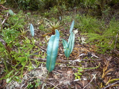 Elaphoglossum hoffmannii