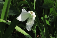 Crinum jagus
