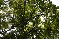 Magnoliopsida