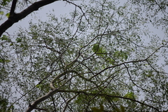 Magnoliopsida