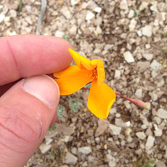 Eschscholzia lemmonii