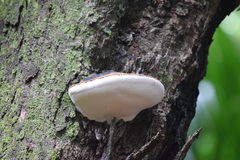 Polyporales