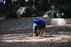 Pavo cristatus