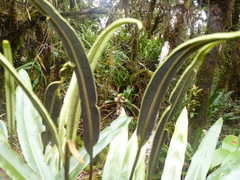 Elaphoglossum hoffmannii