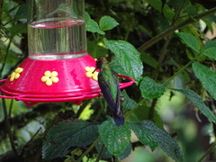 Heliodoxa leadbeateri