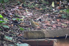 Turdus leucomelas