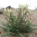 Astragalus longipetalus - Photo (c) ramazan_murtazaliev, alguns direitos reservados (CC BY-NC), uploaded by ramazan_murtazaliev