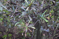 Magnoliopsida