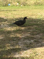 Cairina moschata domestica