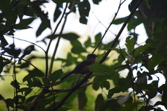 Trichothraupis melanops