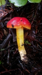 Hygrocybe splendidissima
