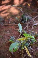 Magnoliopsida